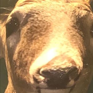 Meet your Posher, Mahek